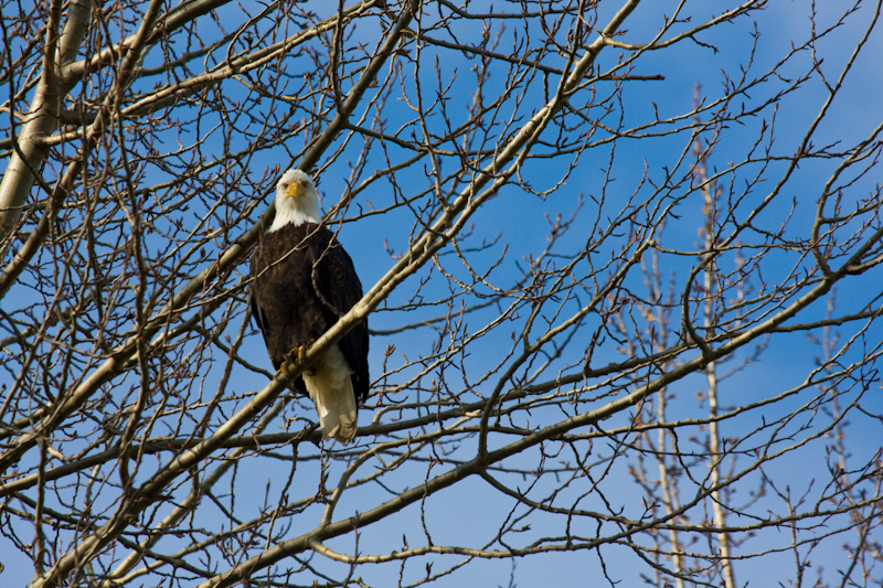 Bald Eagle In Tree